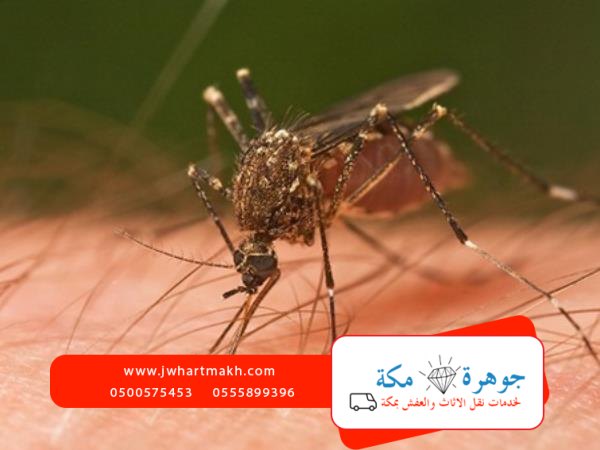 اضرار الناموس وكيفية التخلص منه