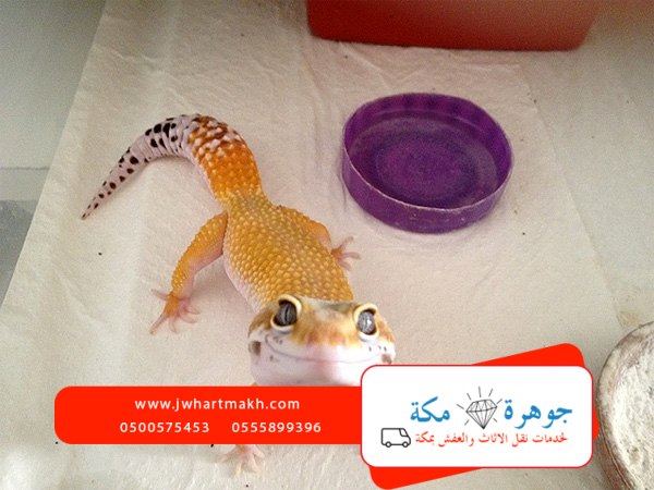 التخلص من الوزغ نهائيا بمكة